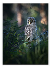 Taulu  Gray junior owl - articstudios