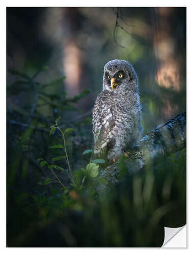 Naklejka na ścianę Gray junior owl