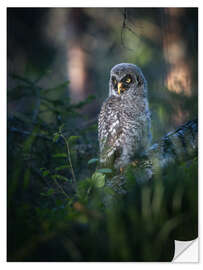 Naklejka na ścianę Gray junior owl