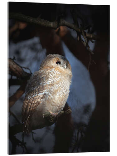 Tableau en verre acrylique Owl in morning light