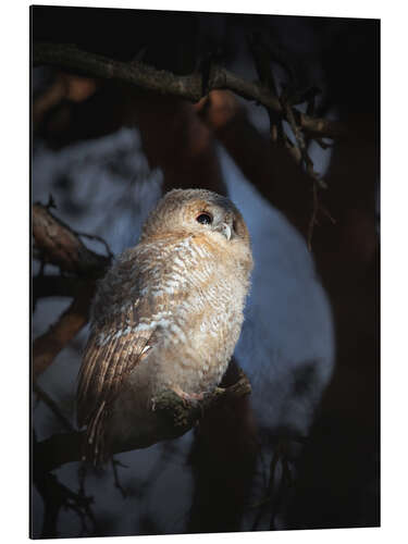 Cuadro de aluminio Owl in morning light