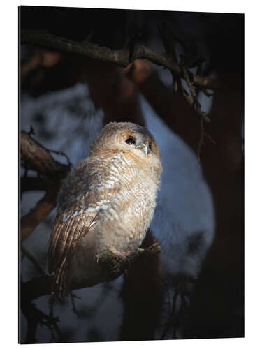 Gallery print Owl in morning light