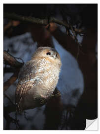 Wall sticker Owl in morning light