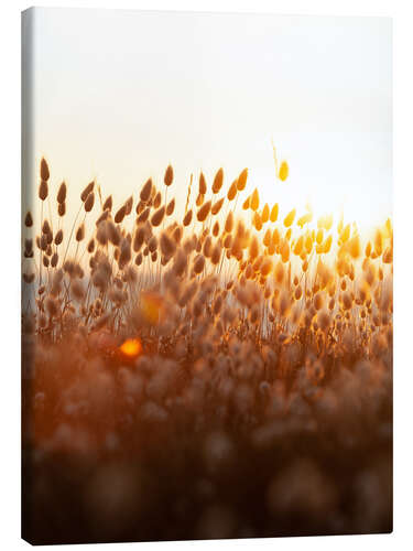 Canvas-taulu Sunset field