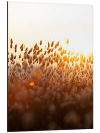 Magnettafel Gräser im Sonnenuntergang
