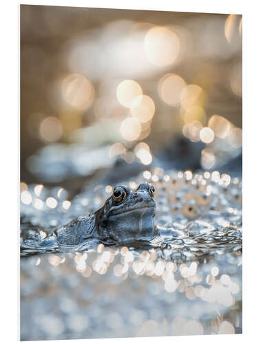 Foam board print Portrait of a frog