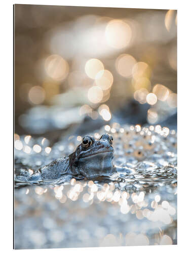 Cuadro de plexi-alu Portrait of a frog