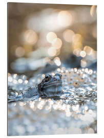 Gallery print Portrait of a frog