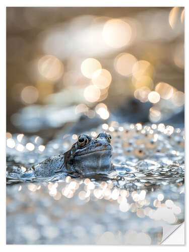 Autocolante decorativo Portrait of a frog