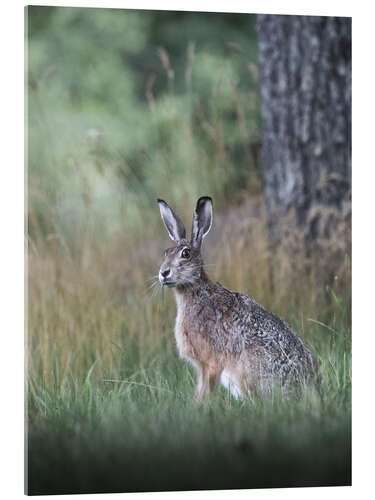 Acrylic print Curious hare