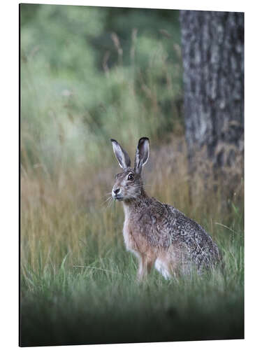 Aluminium print Curious hare