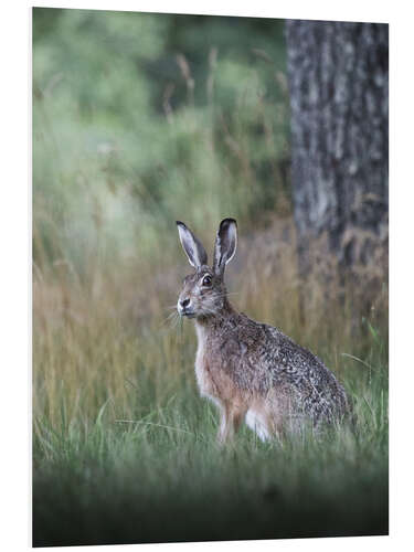 Foam board print Curious hare