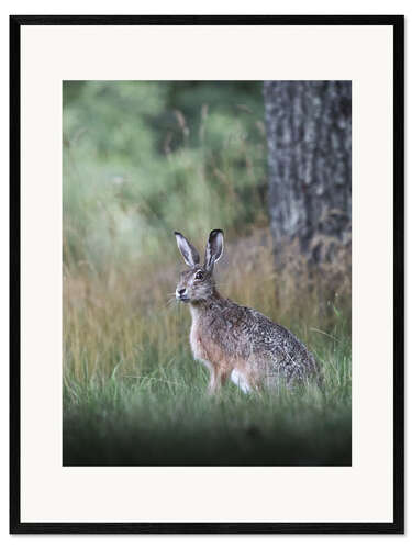 Kehystetty taidepainatus Curious hare