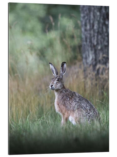 Gallery print Curious hare