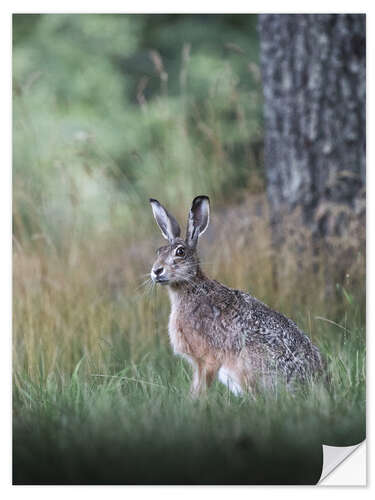 Naklejka na ścianę Curious hare