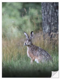 Selvklæbende plakat Curious hare