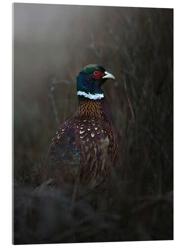 Akrylbilde Pheasant