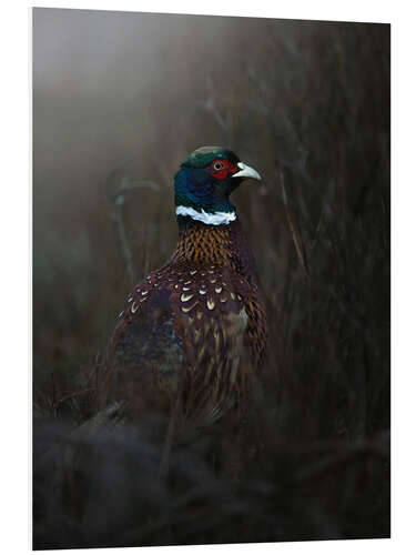 PVC-tavla Pheasant