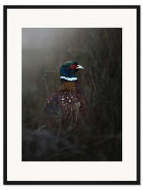 Gerahmter Kunstdruck Fasan