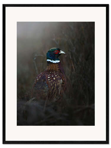 Impresión de arte enmarcada Pheasant