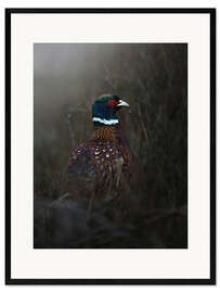 Framed art print Pheasant