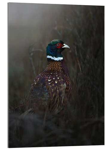 Gallery print Pheasant