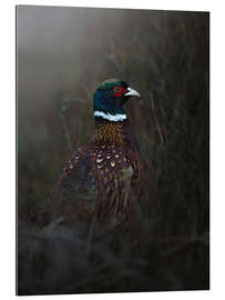 Galleritryck Pheasant