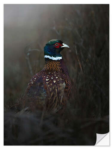 Självhäftande poster Pheasant