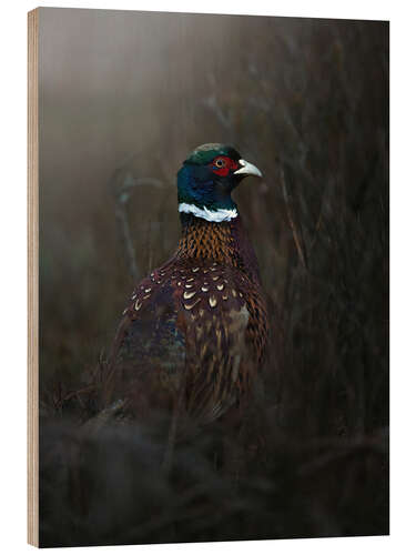 Wood print Pheasant