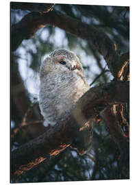 Aluminium print Tawny Owl Junior