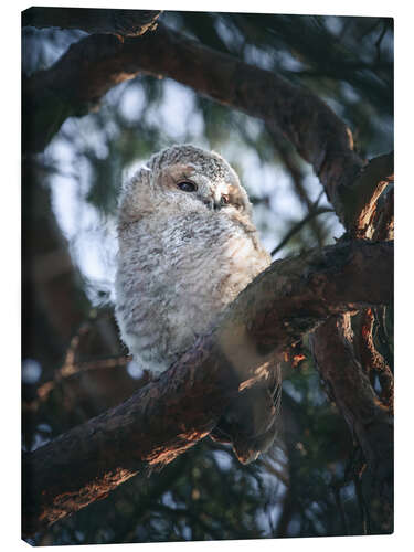 Canvastavla Tawny Owl Junior