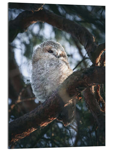 Gallery print Tawny Owl Junior