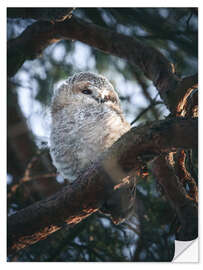 Naklejka na ścianę Tawny Owl Junior