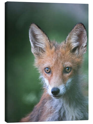 Tableau sur toile Little fox