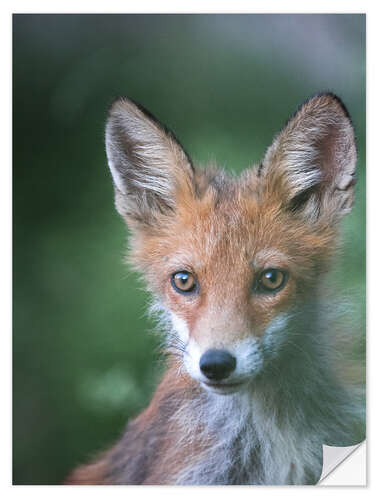 Selvklebende plakat Little fox