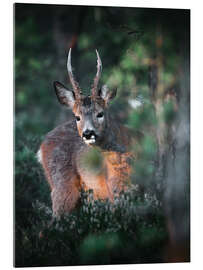 Tableau en verre acrylique Curious roebuck