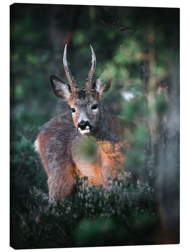 Canvas print Curious roebuck