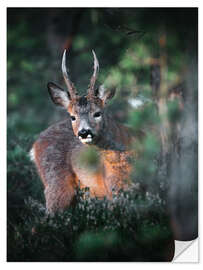 Naklejka na ścianę Curious roebuck