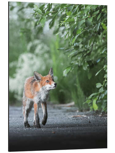 Aluminiumtavla Curious fox