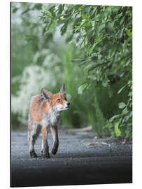 Stampa su alluminio Curious fox