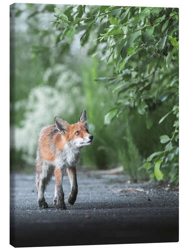 Obraz na płótnie Curious fox