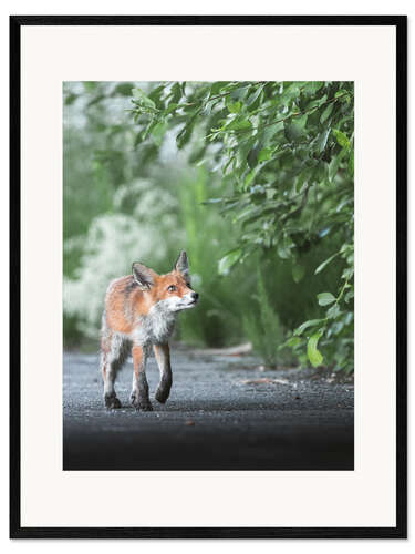 Framed art print Curious fox