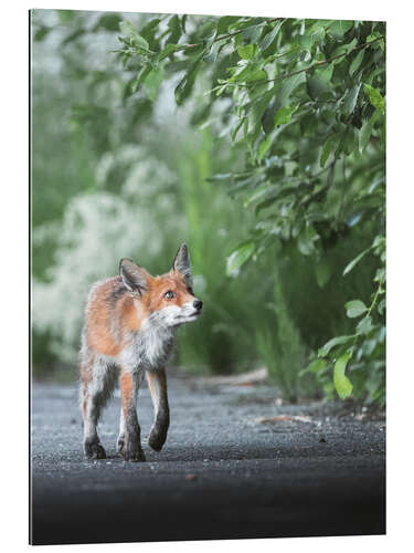 Gallery print Curious fox