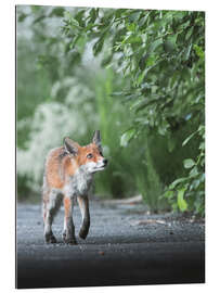 Gallery print Curious fox