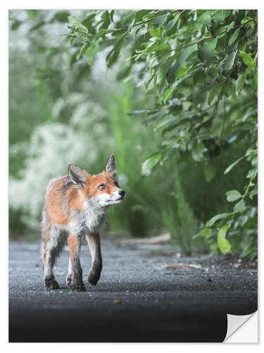 Wandsticker Neugieriger Fuchs