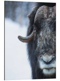 Aluminium print Musk Ox Portrait