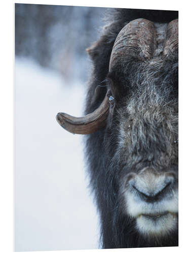 Foam board print Musk Ox Portrait