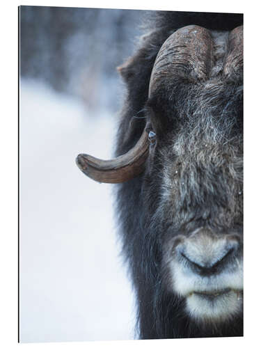 Galleriataulu Musk Ox Portrait