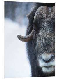 Gallery print Musk Ox Portrait