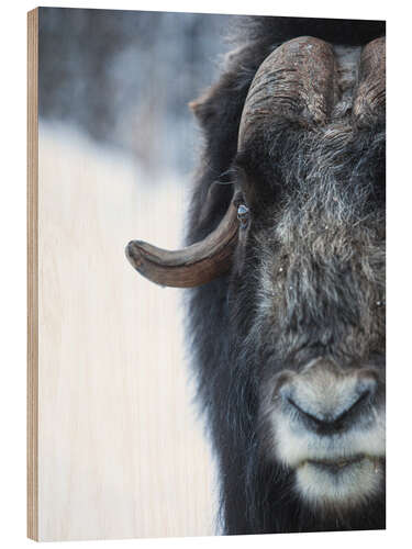 Wood print Musk Ox Portrait